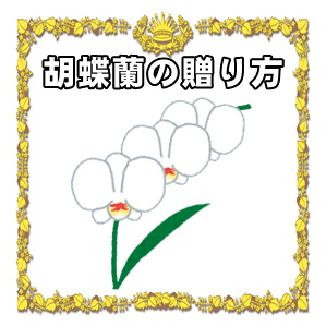 開店祝いの胡蝶蘭の贈り方など色の選び方や本数の選び方を解説
